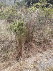 Schizachyrium condensatum