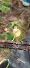 Pluteus chrysophlebius