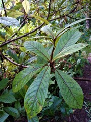 Ocotea macrophylla