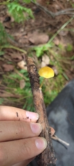 Pluteus chrysophlebius