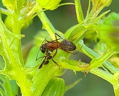 Camponotus chromaiodes