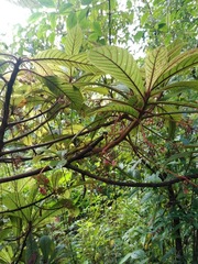 Saurauia oreophila