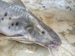 Calophysus macropterus