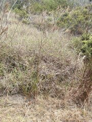 Melinis minutiflora
