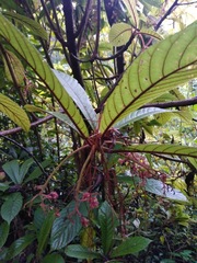Saurauia oreophila