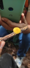 Pluteus chrysophlebius