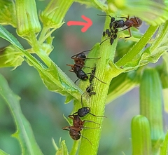 Camponotus chromaiodes