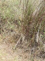 Setaria parviflora