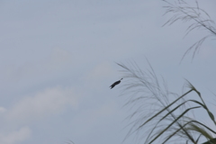 Aerodramus germani germani