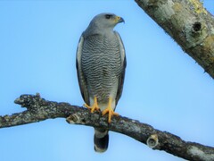 Buteo plagiatus