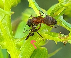 Aphidomorpha