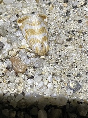 Lepidoptera