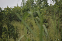 Aerodramus germani germani