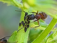 Aphidomorpha