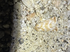 Lepidoptera
