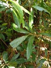 Morella lindeniana