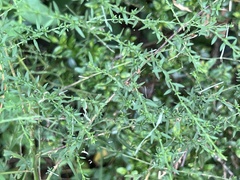 Symphyotrichum dumosum