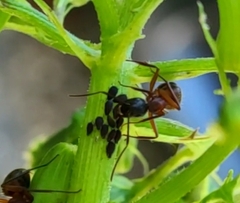 Aphidomorpha