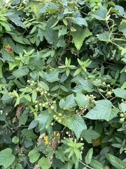 Ampelopsis