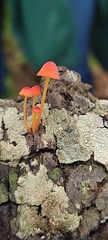 Mycena strobilinoidea