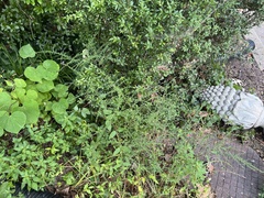 Symphyotrichum dumosum