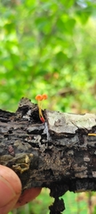 Mycena strobilinoidea