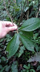 Ardisia venosa