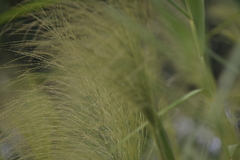 Phragmites karka