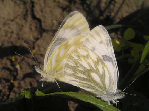Western White