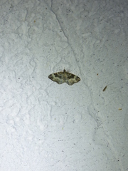 Euphyia intermediata