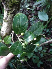 Turpinia tricornuta