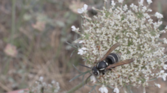 Vespinae