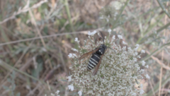 Vespinae