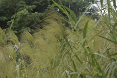 Phragmites karka