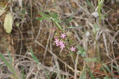 Centaurium erythraea
