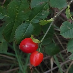 Rosa canina