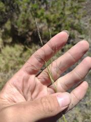 Panicum repens