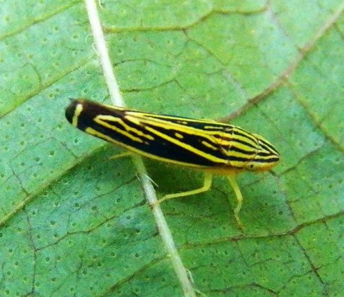 Yellow-striped Leafhopper