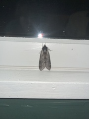 Sphinx poecila