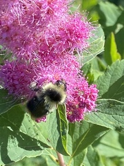 Bombus mixtus