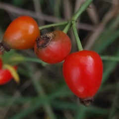 Rosa canina