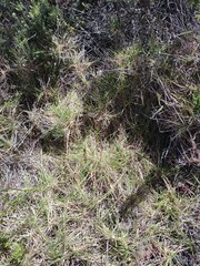 Cenchrus clandestinus