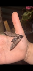 Sphinx poecila