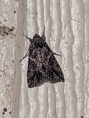 Trichoplusia ni
