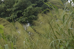 Phragmites karka