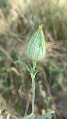 Silene latifolia alba