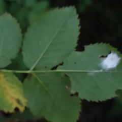 Rosa canina
