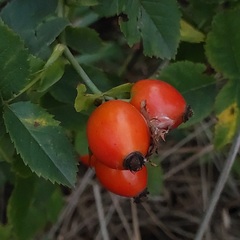 Rosa canina