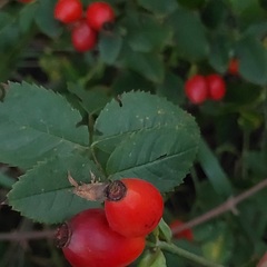 Rosa canina