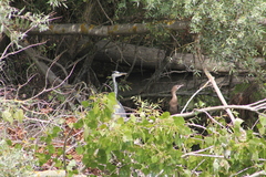 Microcarbo pygmaeus